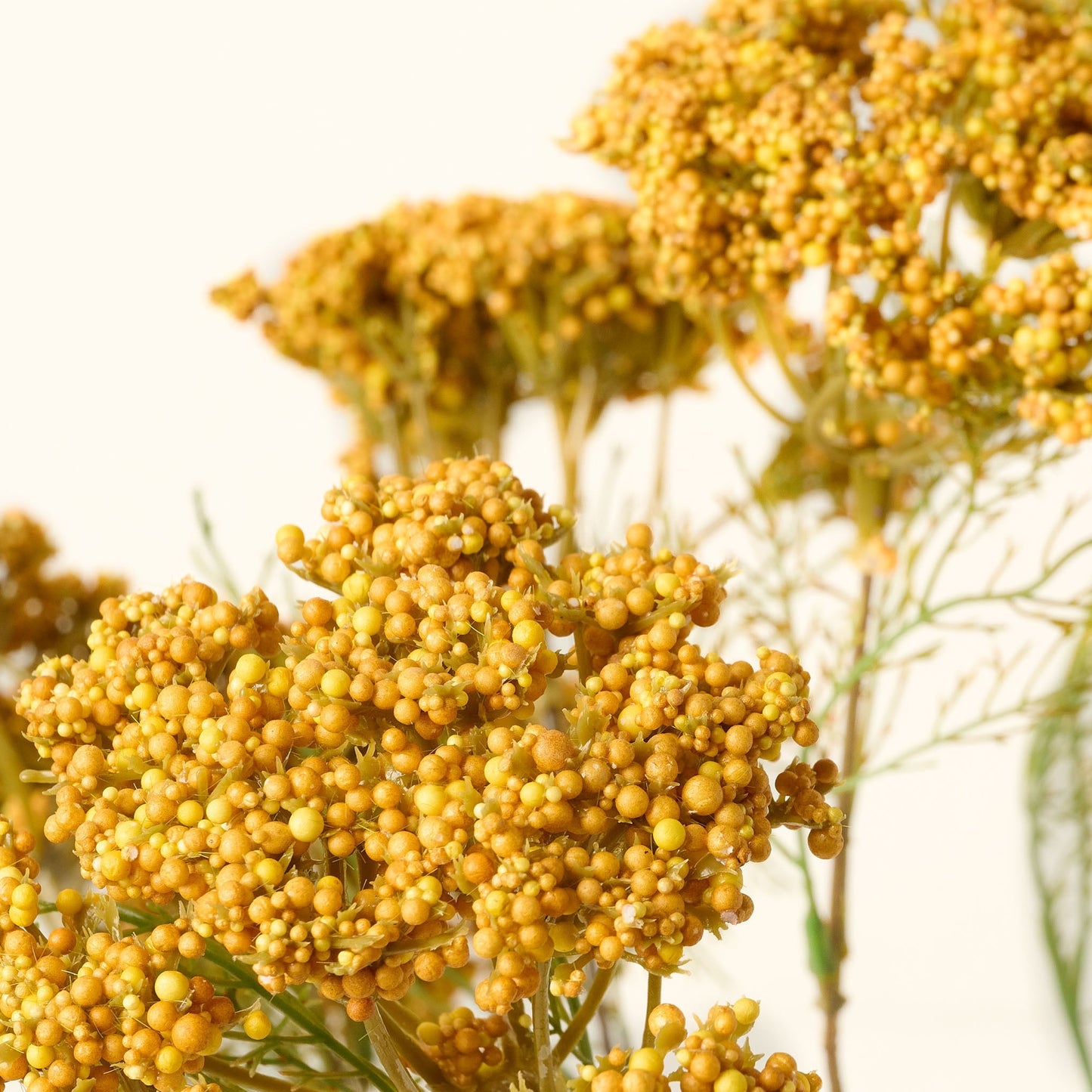 Yellow Queen Anne Lace Bush