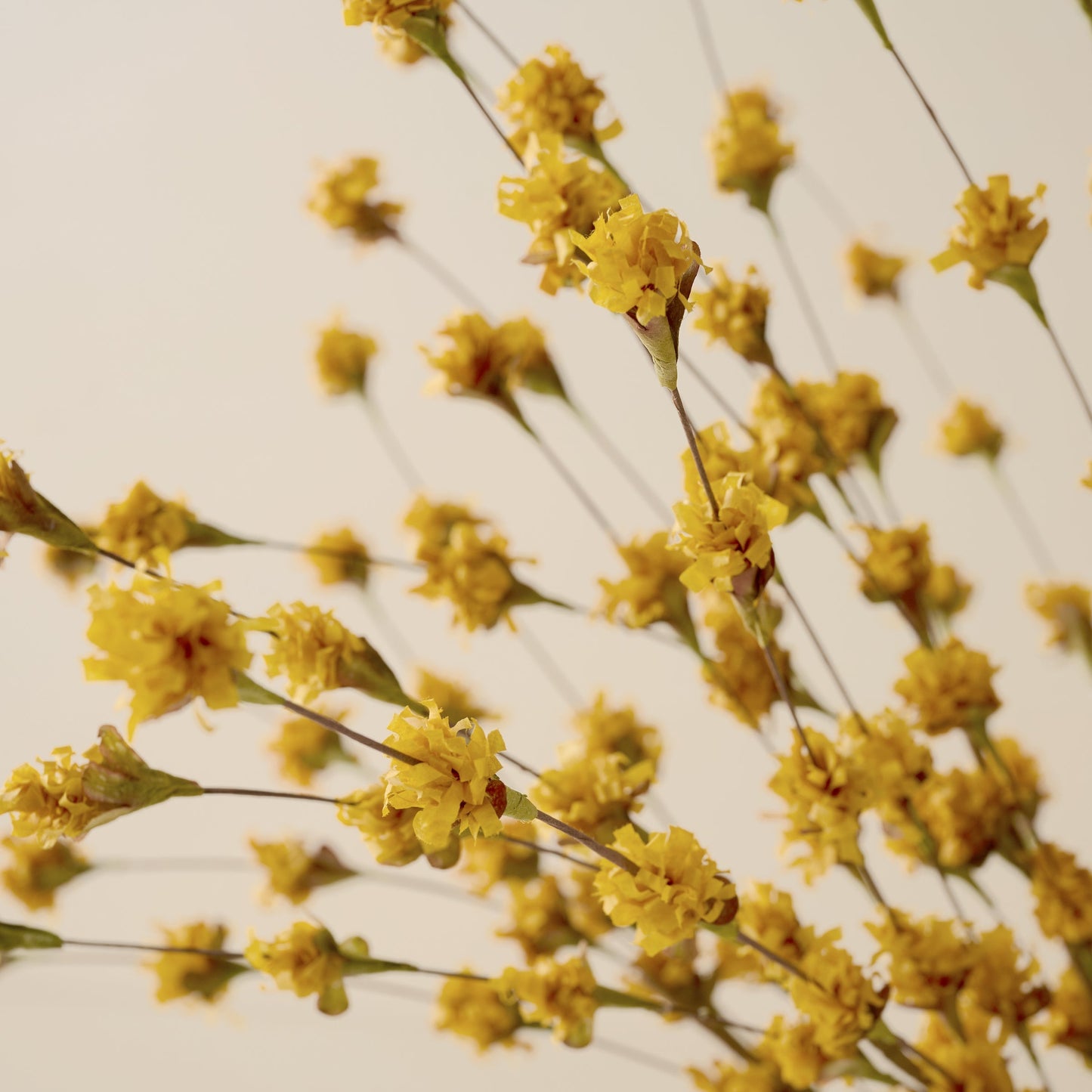 Yellow Wildflower Mix